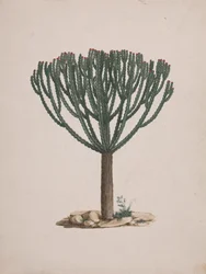 Euphorbia abyssinica J.F. Gmel. (Ethiopian Tree-Spurge): färdig teckning av trädets vana