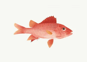 Fisk