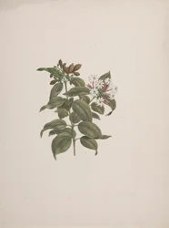 Jasminum dichotomum Vahl (afrikansk jasminum): färdig teckning