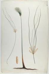 Papyrus (Plant and Root Detail), efter James Abyssinian Bruce (1730-94) (wc över grafit på papper)