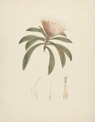 Protea gaguedi J.F. Gmel. (Protea): färdig teckning med blommiga detaljer