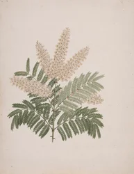 Pterolobium stellatum (Forssk): färdig ritning