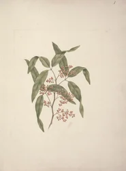 Rhus ? retinorré Oliver: ritat klart