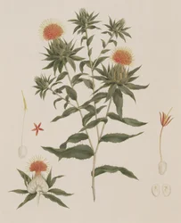 Sussa (Löv, blommor och detaljer) tidigare tillskriven James Bruce (1730-94) (wc över grafit på papper)