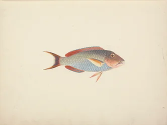 Oidentifierad fisk