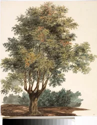 Träd (akvarell, cirka 1825)