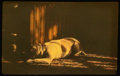 Färgfotografi av sovande hund i solljus med Autochrome LumiÃ¨re och en 35 mm kamera...