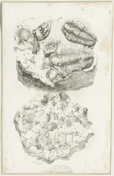 Dudley - Fossiler: litografi, nd [c 1825] (tryck)