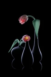 Eleganta lysande tulpaner