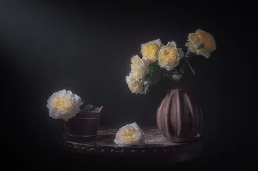 Eleganta gula rosor