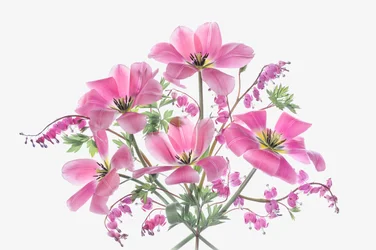 Rosa vårblommor