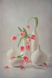 Mjukt rosa tulpaner