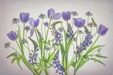 Mjuka lila blommor