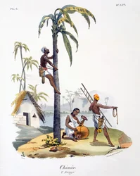 En man från Nadar-kasten som klättrar i en palm, 1827-35