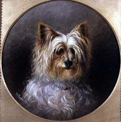 Huvudstudie av en Yorkshireterrier