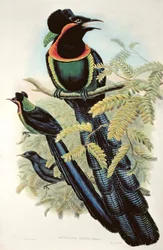 Arfak Astrapia, Astrapia Nigra - Paradisfågel