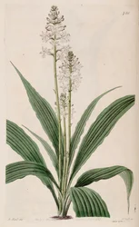 Illustration av Calanthe triplicata (som syn. Calanthe veratrifolia) (växt)