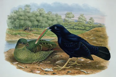 Ptilonorhyncus Violaceus, Satin Bowerbird