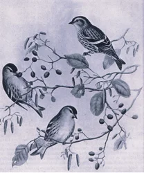 Siskins, Nature in Britain publicerad av Collins, 1946