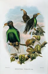 Wallaces Standard Wing Semioptera Wallecei