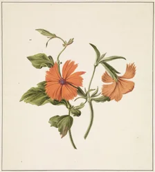 Gul kinesisk ros (Rosa Chinensis Lutea)