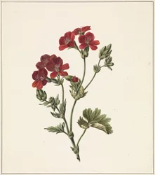 röd blomma