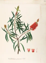 Albany Bottlebrush (Callistemon speciosum DC), Myrtaceae, buske med ihållande löv, hemma i Australien, akvarell