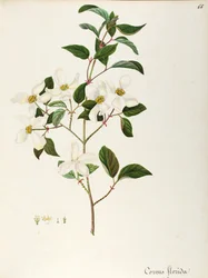 Blommande kornel (Cornus florida), Cornaceae, litet träd eller buske med ursprung i Nordamerika, akvarell