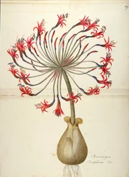 Josephines lilja (Brunsvigia josephinae), Amaryllidaceae av Maddalena Lisa Mussino, akvarell