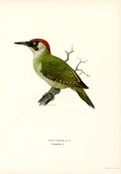 Grön hackspett (färg litho)