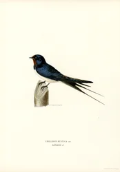 Hussvala (färg litho)