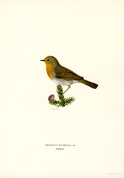 Robin (färg litho)
