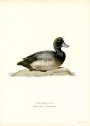 American Scaup Duck (litho i färg)