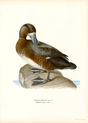 American Scaup Duck (litho i färg)
