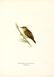 Vattensångare (färg litho)