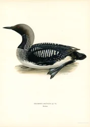 Arctic Loon (färg litho)