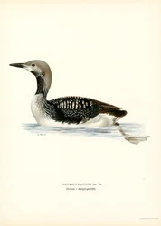 Arctic Loon (färg litho)