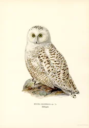 Arctic Owl (färg litho)