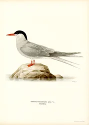 Tärna (färg litho)