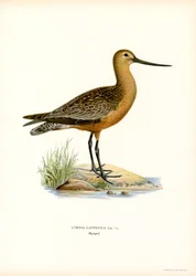 Stångstjärtsnäva (färg litho)
