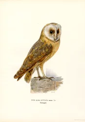 Tornuggla (färg litho)