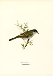 Barred Warbler (färg litho)