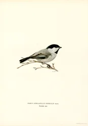 Black-capped Chickadee (färg litho)