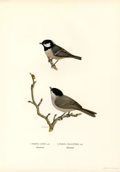 Svartkröntmes (färg litho)