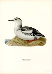 Tobislgrissla