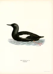 Tobisgrissla