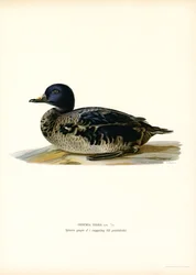 Black Scoter (färg litho)