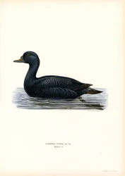 Black Scoter (färg litho)