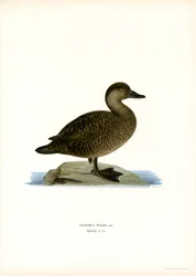 Black Scoter (färg litho)