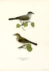 Blackcap (färg litho)